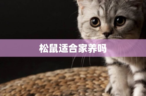 松鼠適合家養嗎