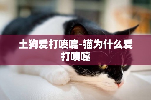 土狗愛打噴嚏-貓為什么愛打噴嚏