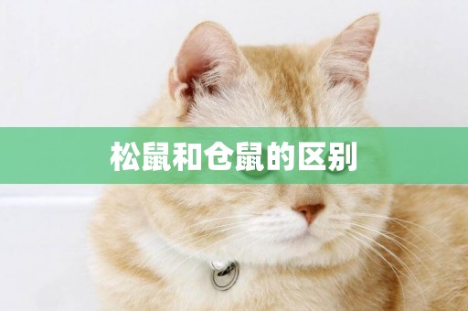松鼠和倉鼠的區別