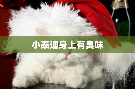 小泰迪身上有臭味