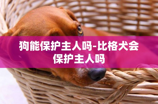 狗能保護主人嗎-比格犬會保護主人嗎