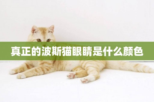 真正的波斯貓眼睛是什么顏色