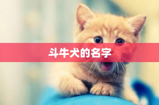 斗牛犬的名字