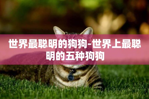 世界最聰明的狗狗-世界上最聰明的五種狗狗