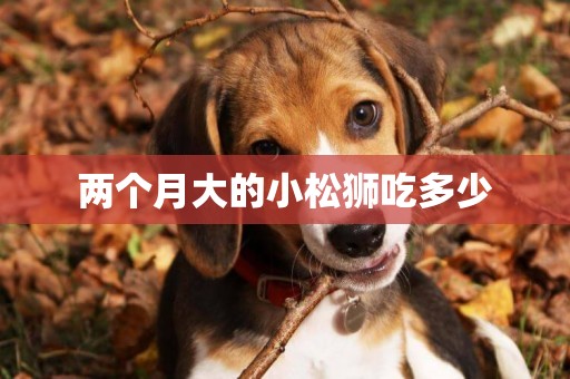 兩個月大的小松獅吃多少