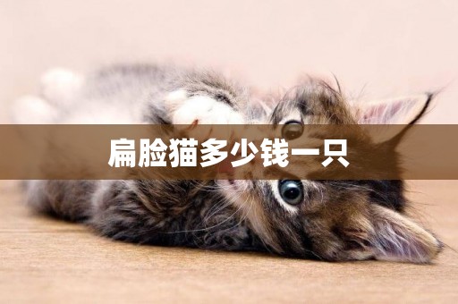 扁臉貓多少錢一只