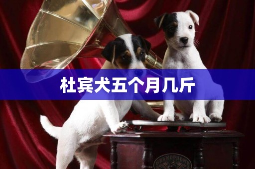 杜賓犬五個月幾斤
