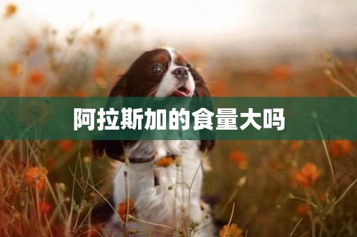 阿拉斯加的食量大嗎