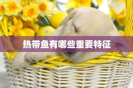 熱帶魚有哪些重要特征