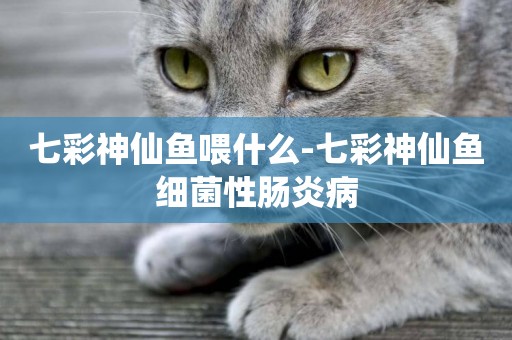 七彩神仙魚喂什么-七彩神仙魚細菌性腸炎病