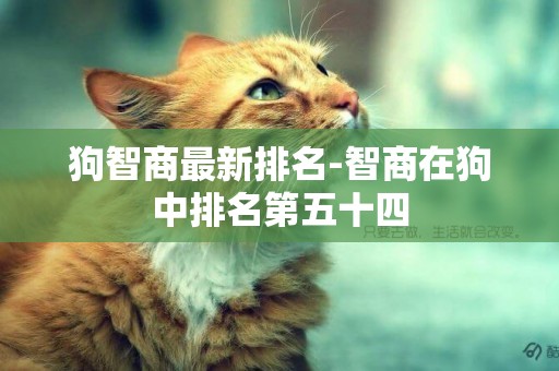 狗智商最新排名-智商在狗中排名第五十四