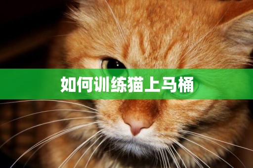 如何訓練貓上馬桶