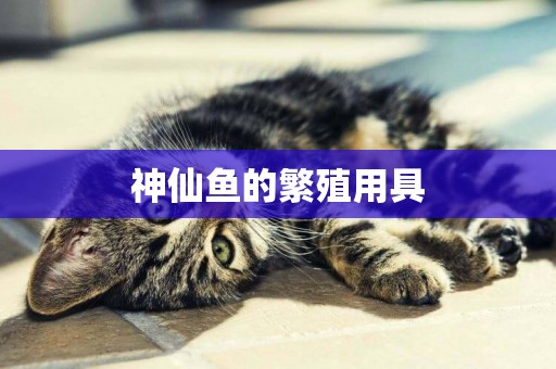 神仙魚的繁殖用具