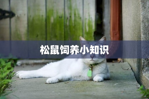 松鼠飼養小知識