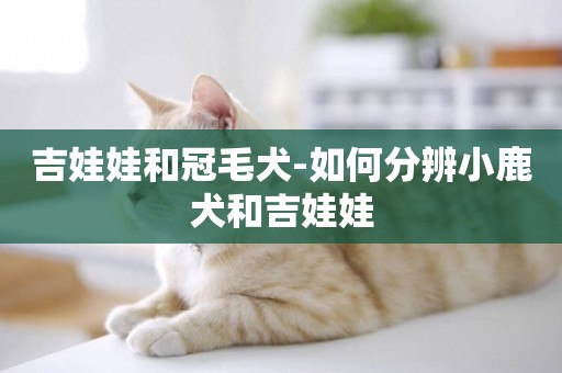 吉娃娃和冠毛犬-如何分辨小鹿犬和吉娃娃