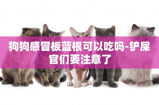 狗狗感冒板藍根可以吃嗎-鏟屎官們要注意了