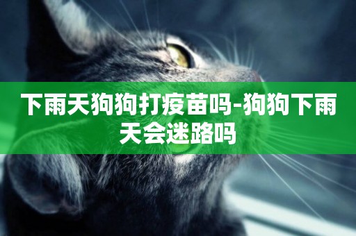 下雨天狗狗打疫苗嗎-狗狗下雨天會迷路嗎