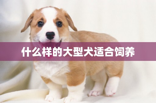 什么樣的大型犬適合飼養