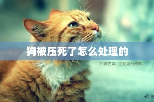 狗被壓死了怎么處理的