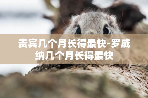 貴賓幾個月長得最快-羅威納幾個月長得最快