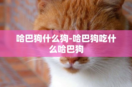 哈巴狗什么狗-哈巴狗吃什么哈巴狗