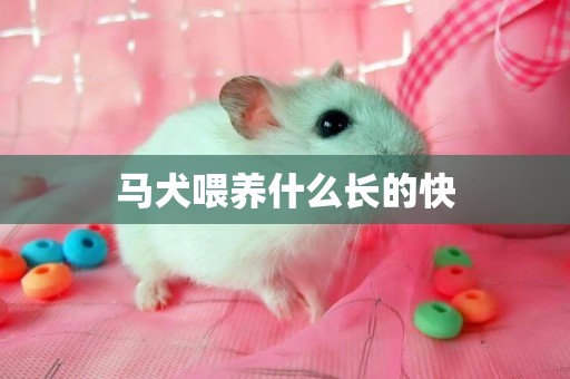 馬犬喂養什么長的快