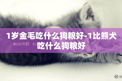 1歲金毛吃什么狗糧好-1比熊犬吃什么狗糧好