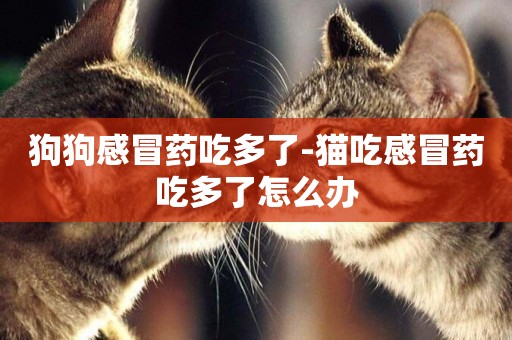 狗狗感冒藥吃多了-貓吃感冒藥吃多了怎么辦