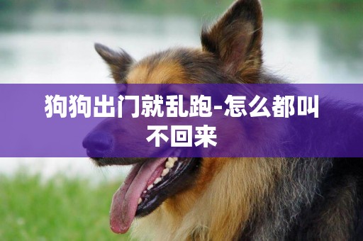 狗狗出門就亂跑-怎么都叫不回來