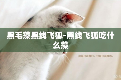 黑毛藻黑線飛狐-黑線飛狐吃什么藻