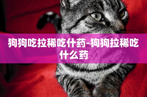 狗狗吃拉稀吃什藥-狗狗拉稀吃什么藥