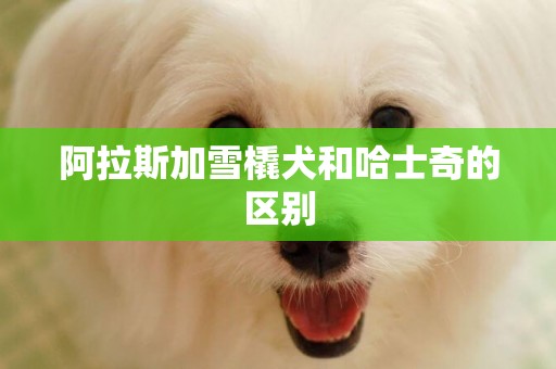 阿拉斯加雪橇犬和哈士奇的區別