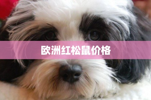 歐洲紅松鼠價格
