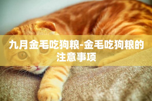 九月金毛吃狗糧-金毛吃狗糧的注意事項