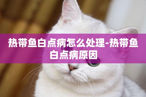 熱帶魚白點病怎么處理-熱帶魚白點病原因