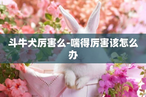 斗牛犬厲害么-喘得厲害該怎么辦