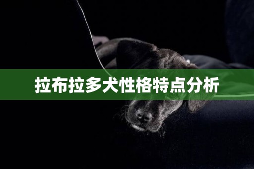 拉布拉多犬性格特點分析