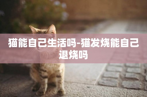 貓能自己生活嗎-貓發燒能自己退燒嗎