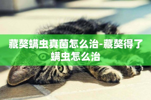 藏獒螨蟲真菌怎么治-藏獒得了螨蟲怎么治