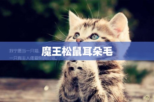 魔王松鼠耳朵毛