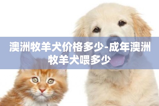 澳洲牧羊犬價格多少-成年澳洲牧羊犬喂多少