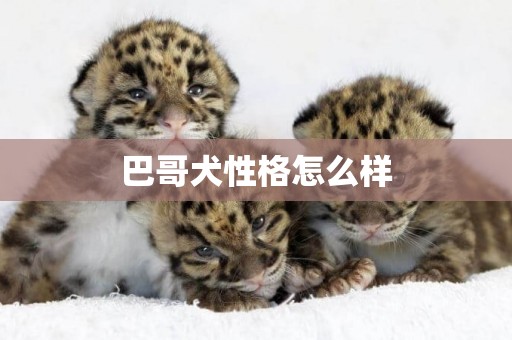 巴哥犬性格怎么樣
