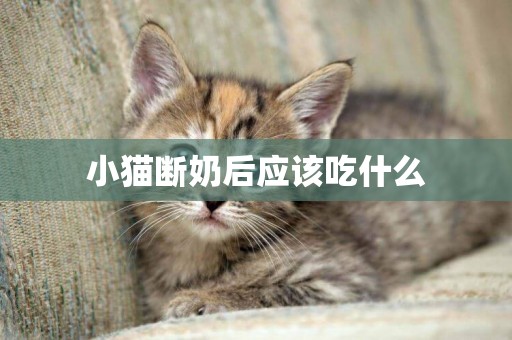 小貓斷奶后應該吃什么