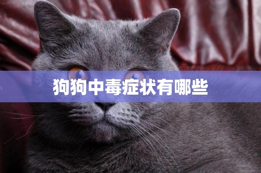 狗狗中毒癥狀有哪些
