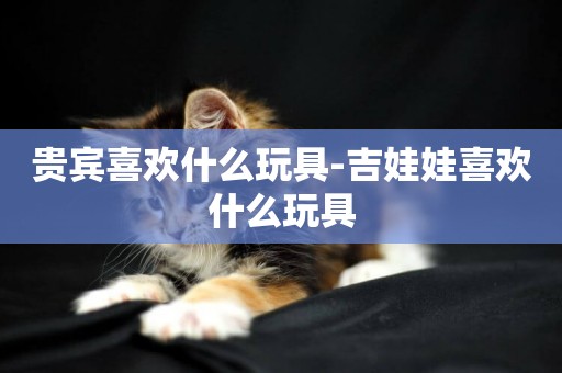 貴賓喜歡什么玩具-吉娃娃喜歡什么玩具