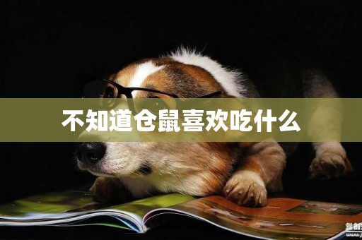 不知道倉鼠喜歡吃什么