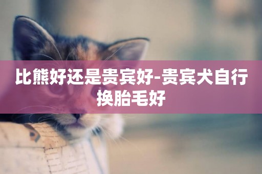 比熊好還是貴賓好-貴賓犬自行換胎毛好
