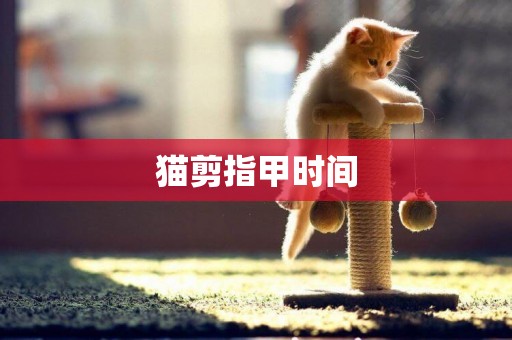 貓剪指甲時間