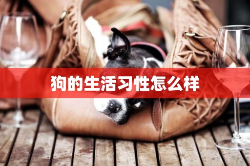 狗的生活習性怎么樣