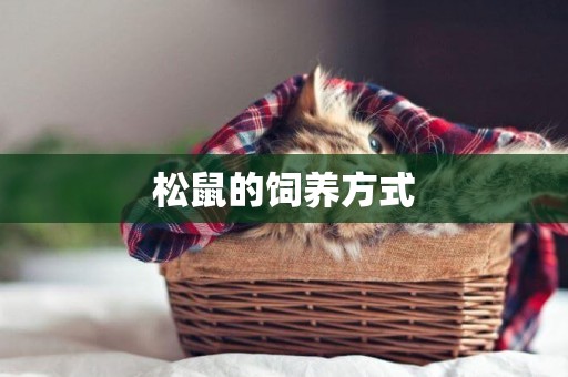 松鼠的飼養方式